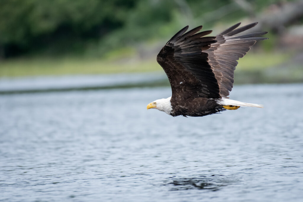 An eagle flies above the water in the BWCA