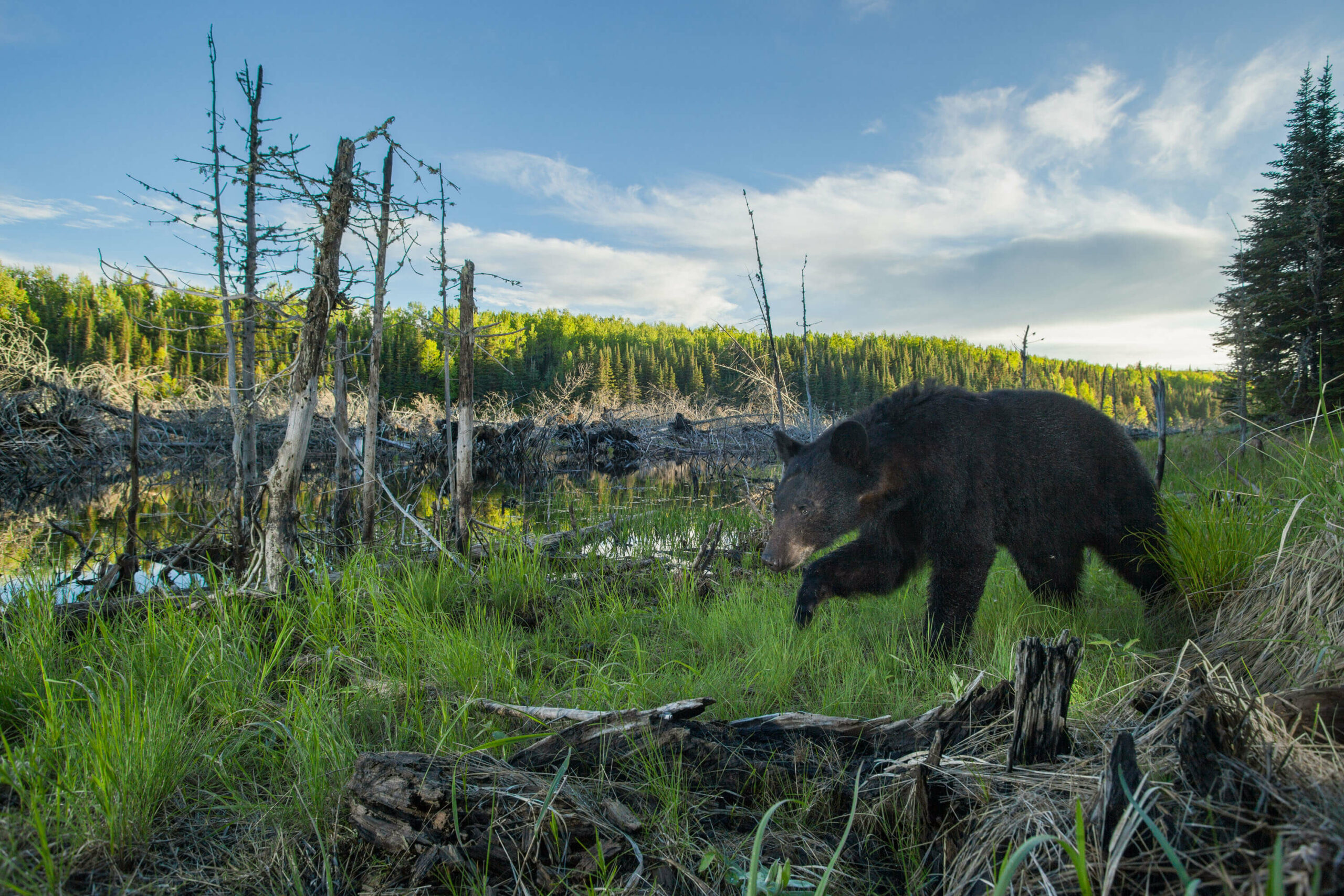Photo: Benjamin Olson Image of a bear in the Boundary Waters