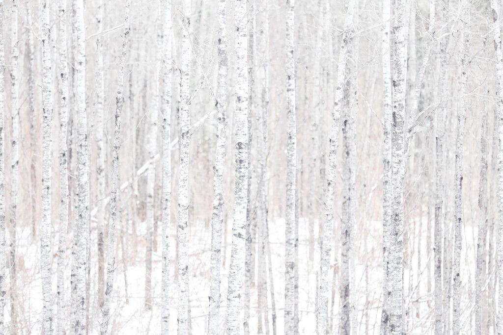 Beautiful forest scene in Boundary Waters of Minnesota Birch trees in northern Minnesota