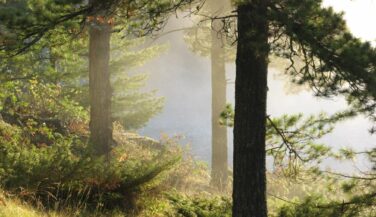 Trees in mist