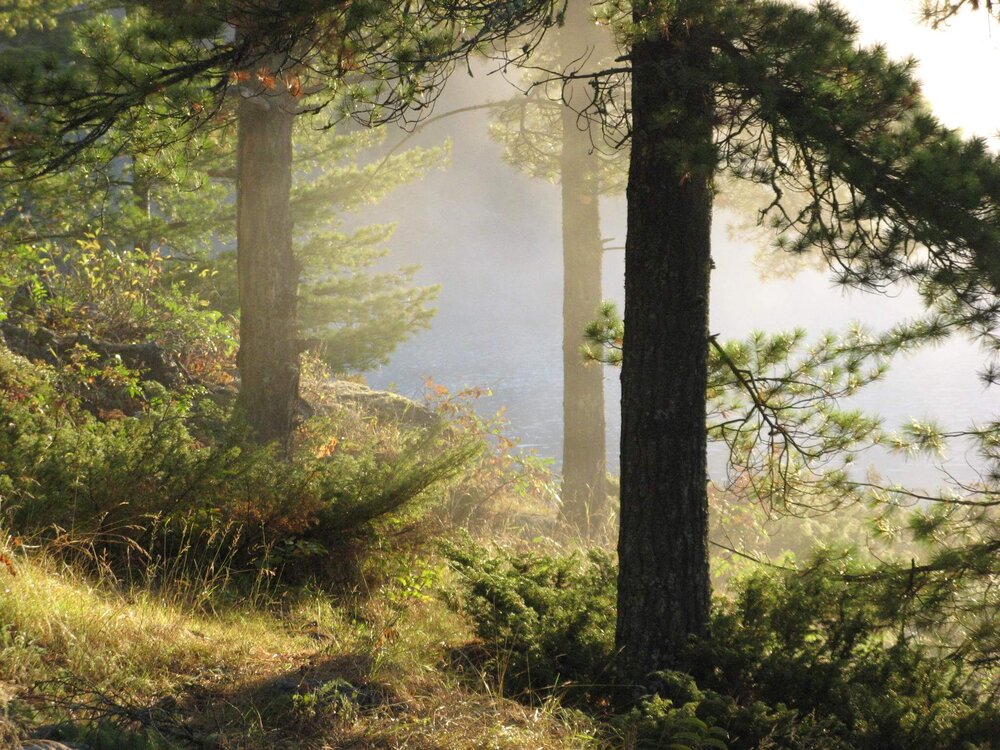 Trees in the mist