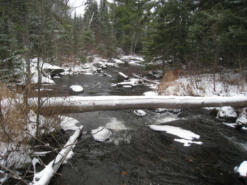 A tree over a river, covered with snow.