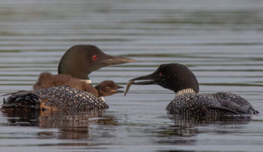 Loon feeding fish to chick in BWCA