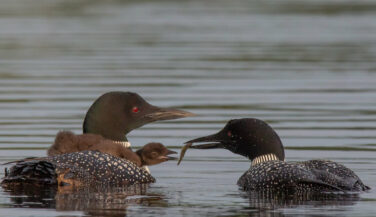 Photo: Chuck Dayton Loon feeding fish to chick in BWCA