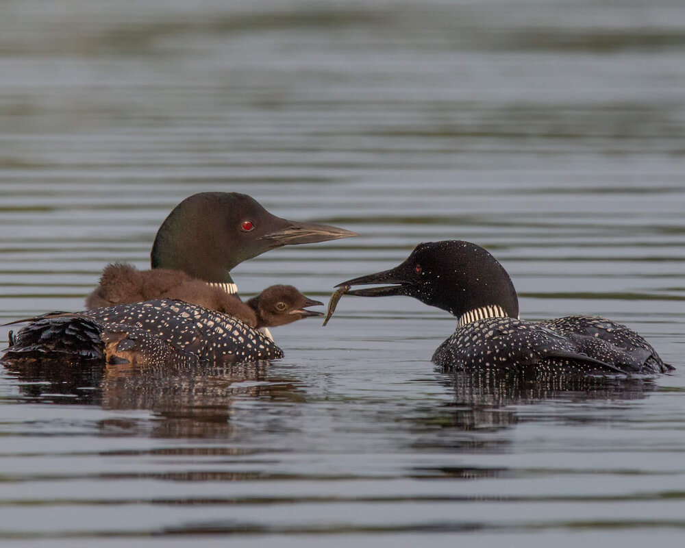 Loon feeding fish to chick in BWCA