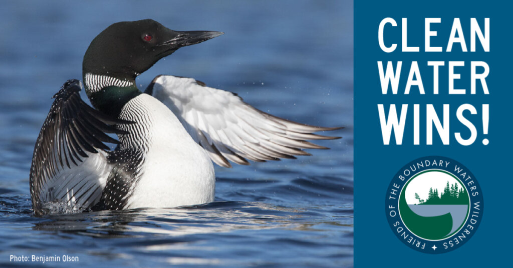 Loon Celebrating - Clean Water Wins!