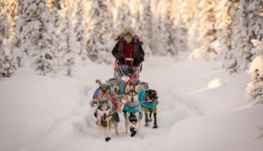Hennessy racing in a snowy tree-filled scene in the boundary waters in a sled behind a team of dogs during the brief hours of winter sunlight.