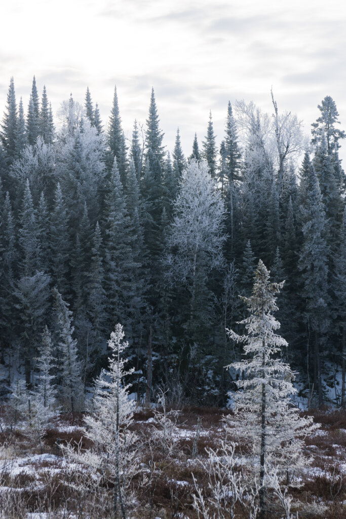 Frosted trees