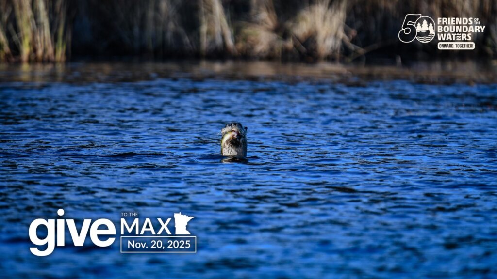 Give to the Max graphic - An otter pokes its head above water with a fish in its mouth in a Boundary Waters lake