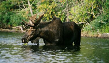 Moose in the Boundary Waters Moose in the Boundary Waters