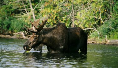 Moose in the Boundary Waters