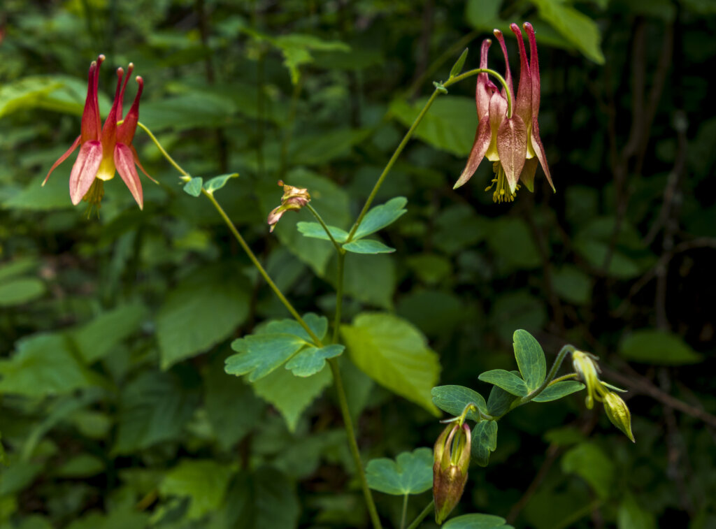 Red Columbine plant in the lush woods. Photo by Jing Jing Munson