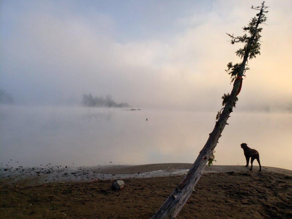 Dog looking at loon on a lake in the Boundary Waters