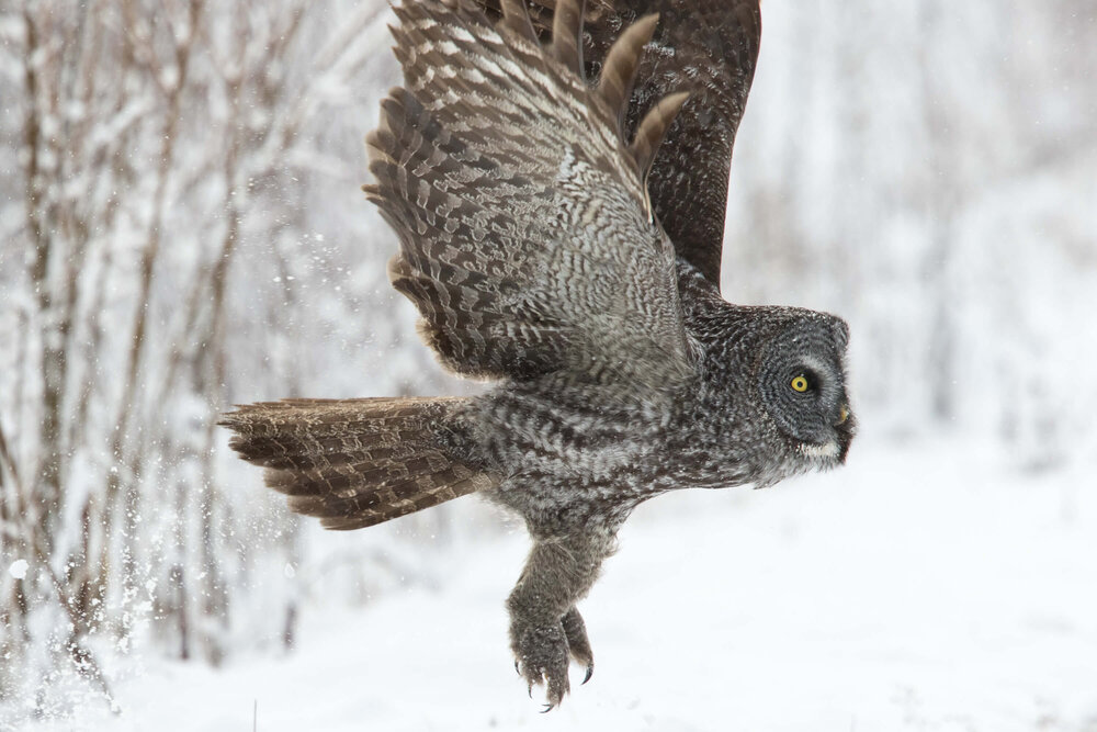 An own flying in the snow