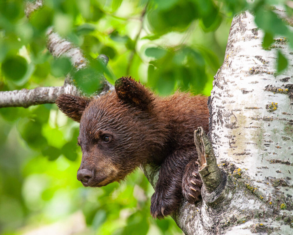 Photo: Benjamin Olson Bear cub in a tree