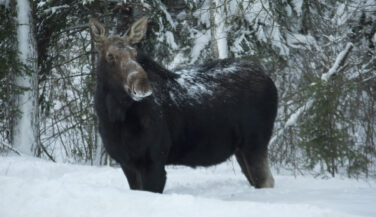 Moose standing in snow