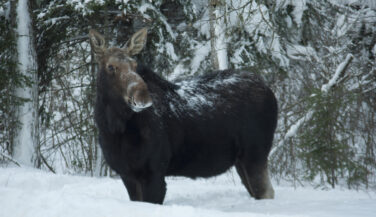 Moose standing in snow