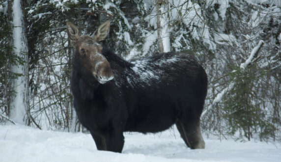 Moose standing in snow
