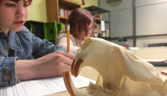 Student studying a beaver skull in a classroom