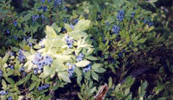 Wild blueberry bush in the Boundary Waters