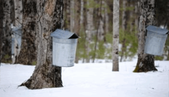 Round containers mounted on trees in the snow collect sap