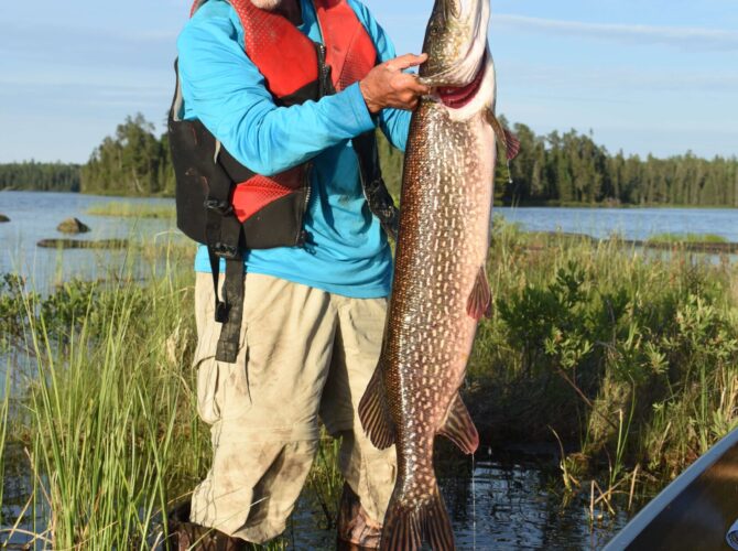 A man on a grassy lake holds up a long, fat northern pike.