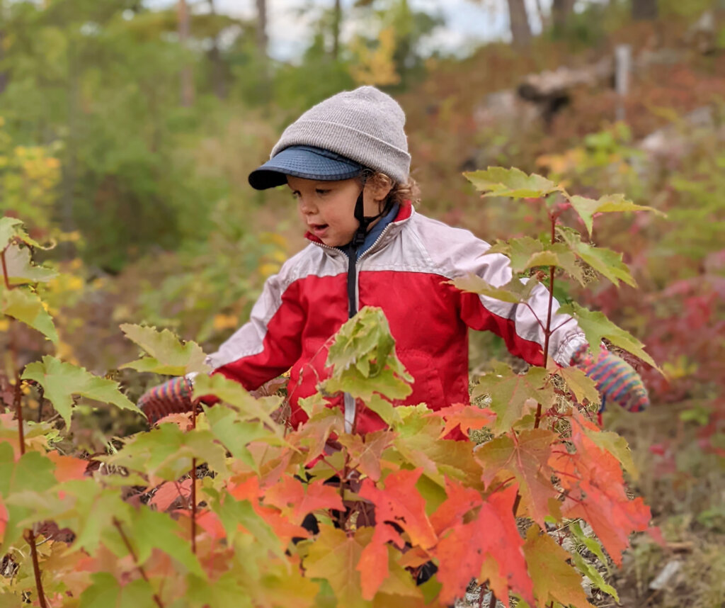 Photo: Rachel Shaheen A cherub-faced child runs along a trail with red leaves in the foreground.