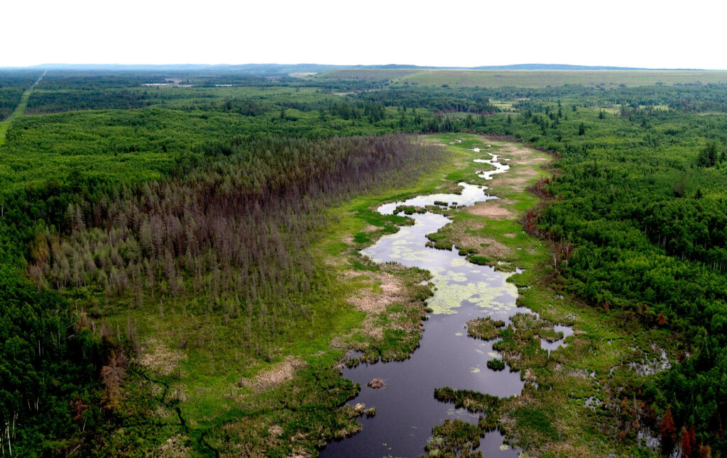 Image showing the wilderness around the proposed Polymet Mine.