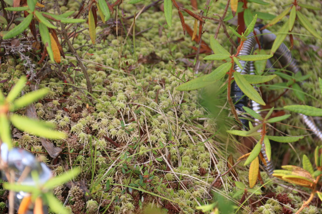Sphagnum moss with flexible pipes running next to it.