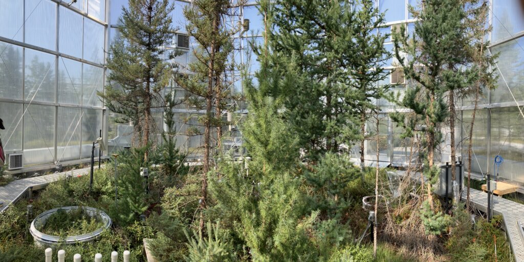 An enclosed, transparent space with trees growing inside it.