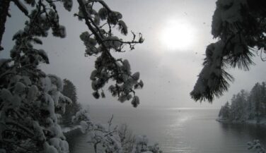 Snowy trees in the BWCA