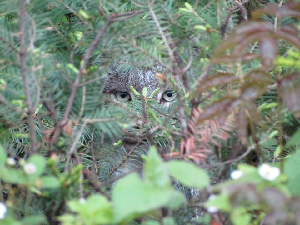 Lynx in Minnesota through the trees.