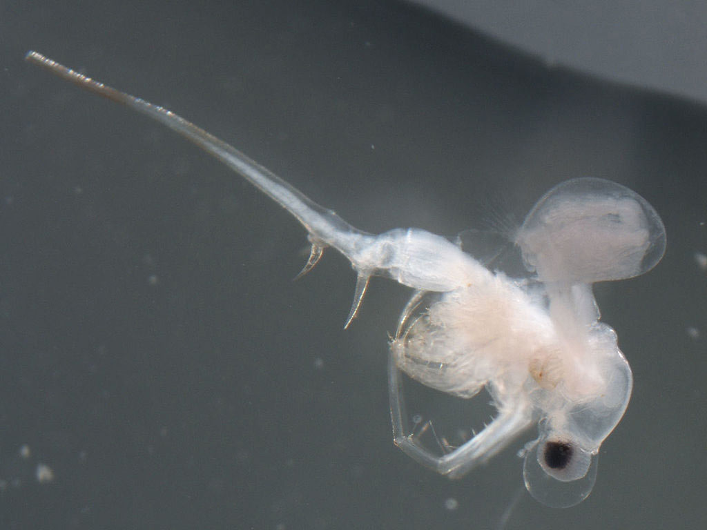 Water Flea