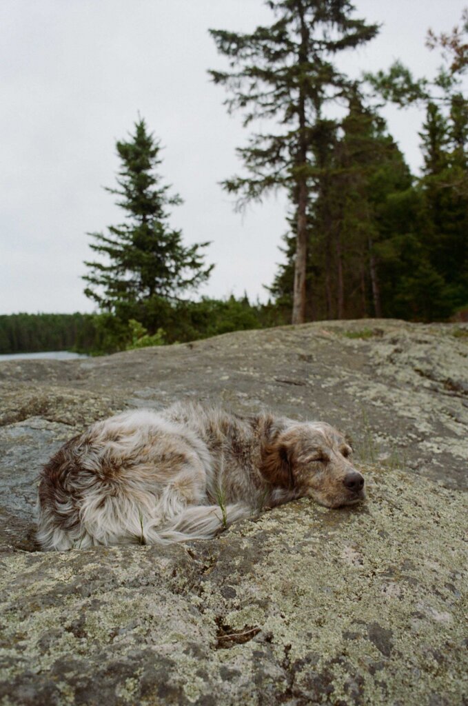 Dog resting on a sunlit rock along Cherokee Lake in the Boundary Waters.