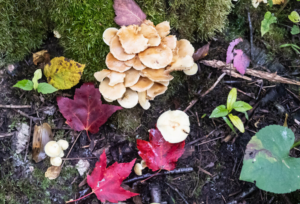 Photo: Allegra Dengler A still life of fall-colored BWCA flora on the forest floor including maroon leaves and mushrooms.
