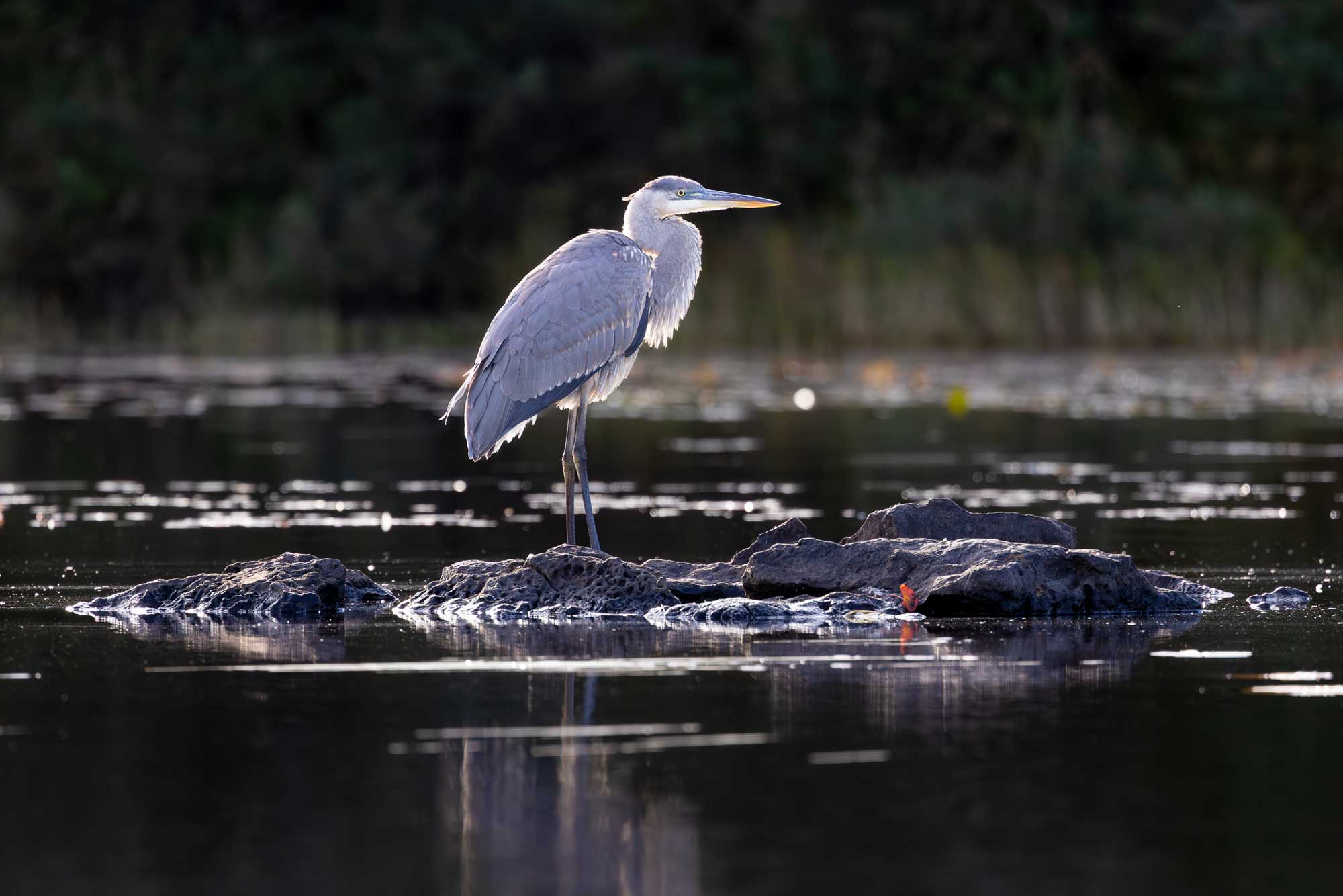 Heron standing on a foggy Boundary Waters shoreline at Lake One.
