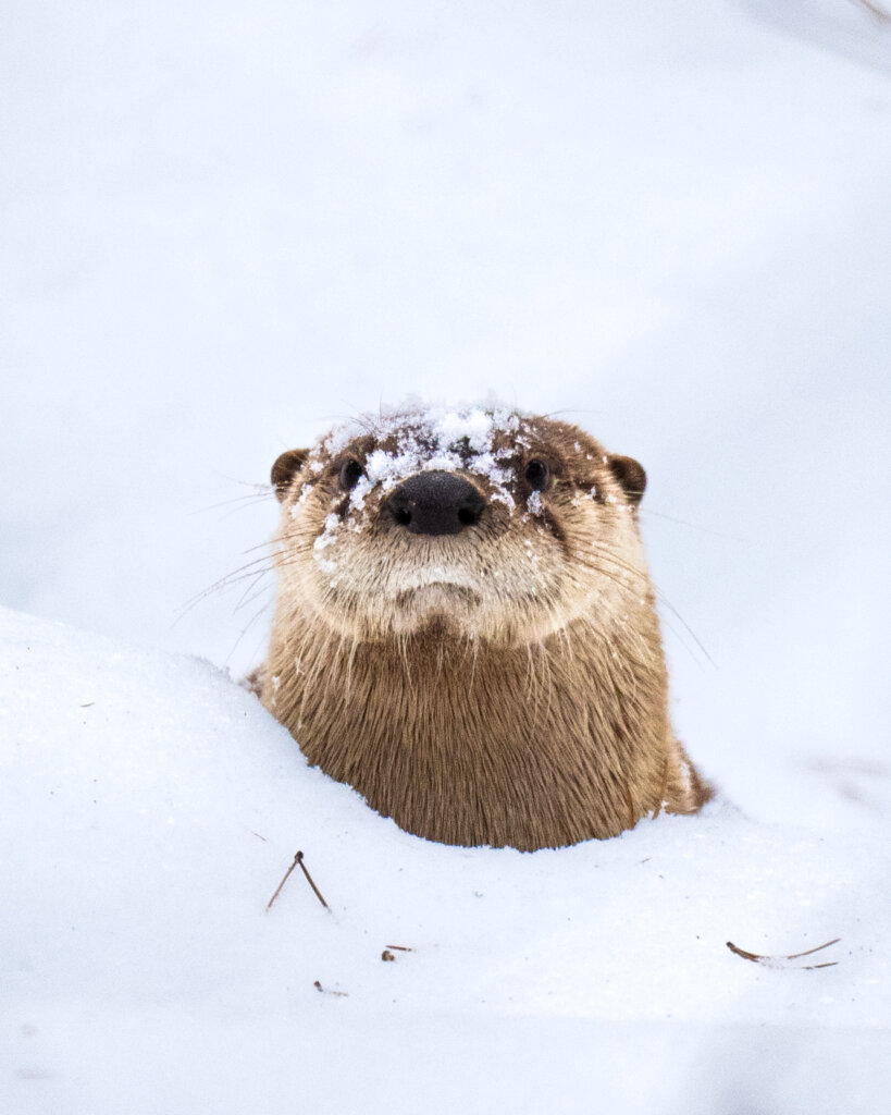 An otter with snow covering its nose peeks its head out of a snowdrift near the Boundary Waters.
