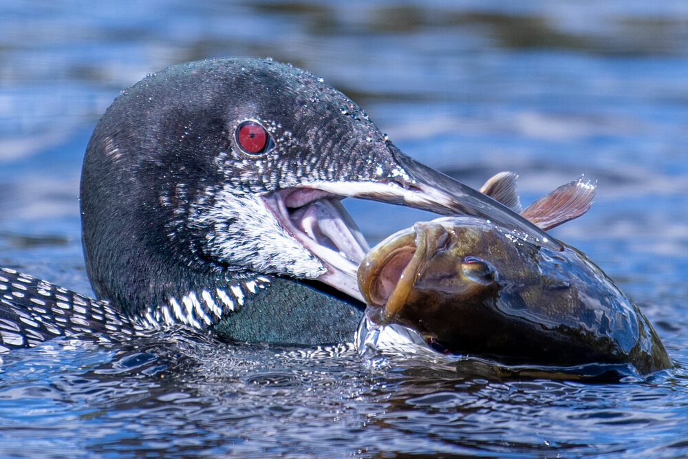 Photographer: Carol Gaupp