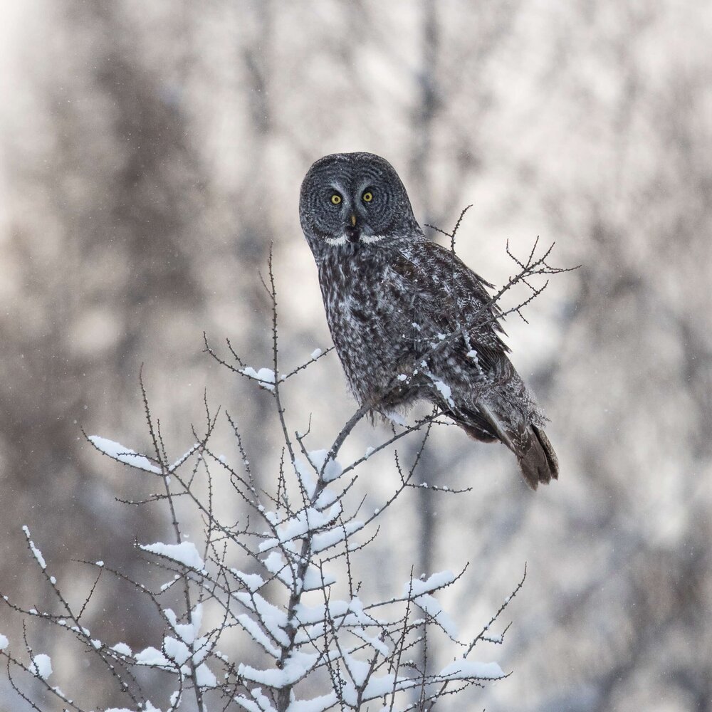 Minnesota+Owl