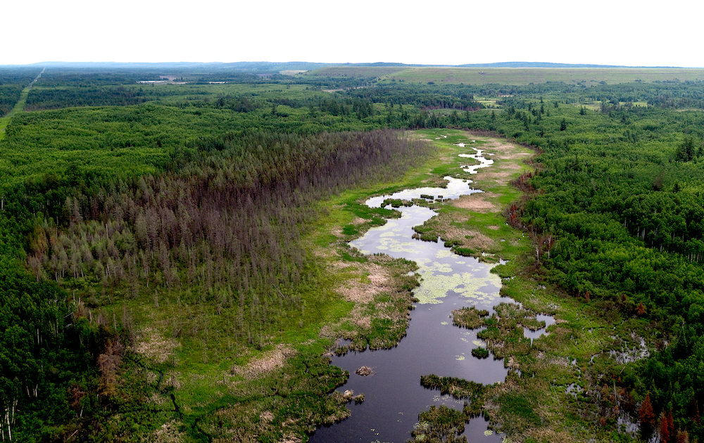 Wetlands near the proposed PolyMet site. Photo by Rob Levine